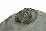 Prone Scotoharpes Trilobite - Boudib, Morocco #255572-4